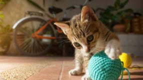 Foto de brinquedos para gatos - 9