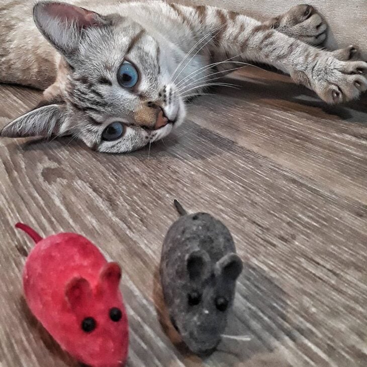 Foto de brinquedos para gatos 5 - 8