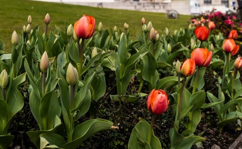 Foto de como cuidar de tulipas 101 - 5