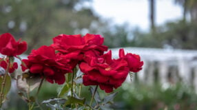 Foto de como plantar rosas 0 - 3