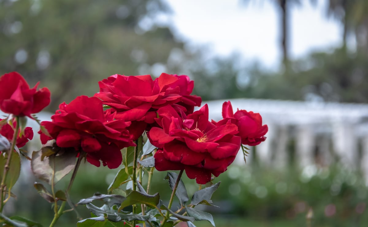 4 formas de como plantar rosas e cuidados com a roseira