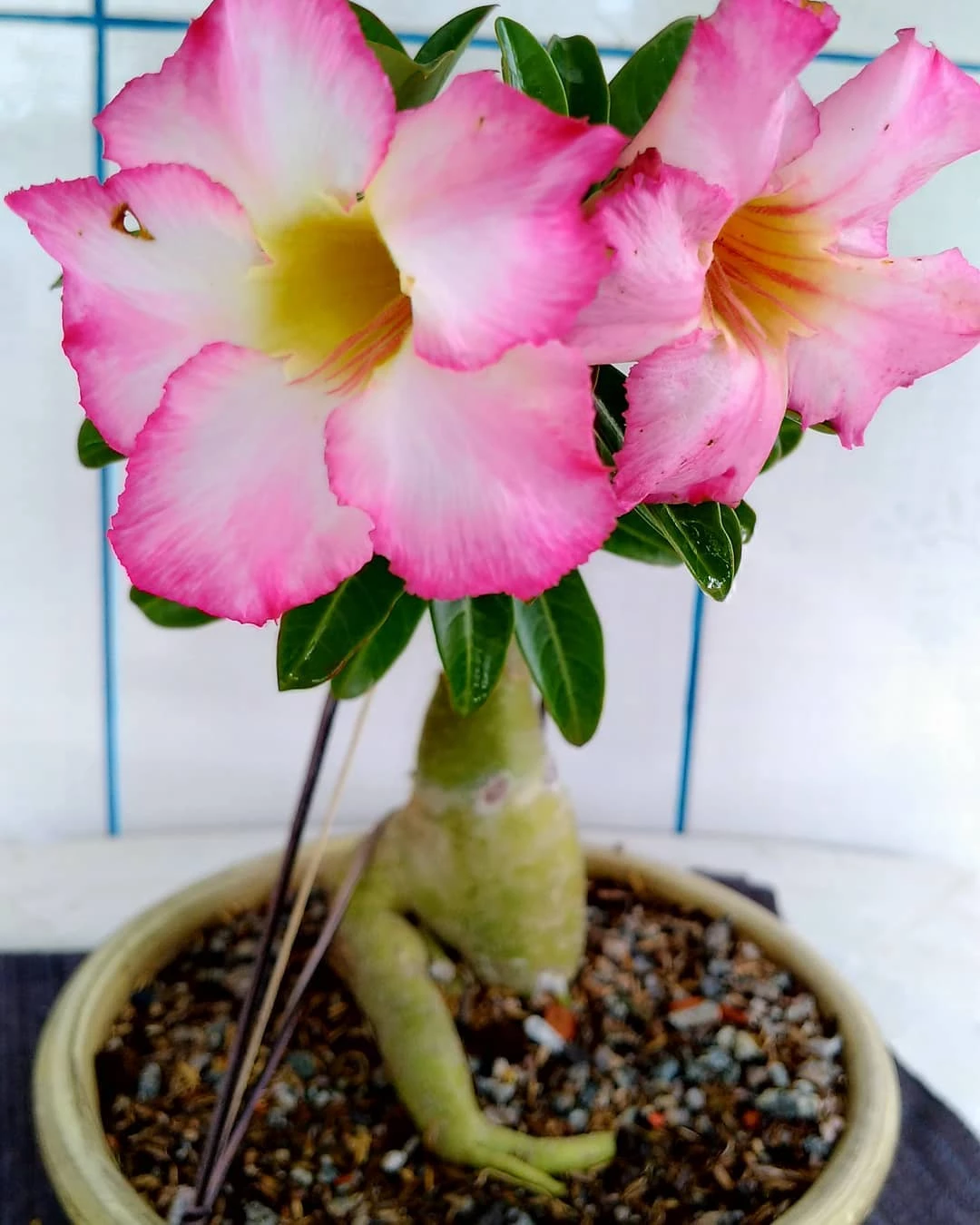 Rosa do deserto: saiba como cultivar essa linda flor e dê mais vida ao seu  jardim – Arquiteta Giovanna