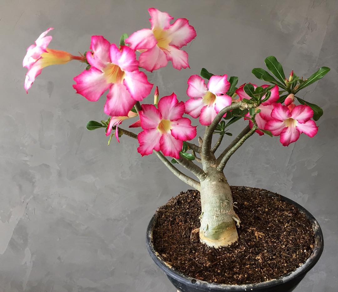 Rosa do deserto: saiba como cultivar essa linda flor e dê mais vida ao seu  jardim - Diario da Serra de Maracaju