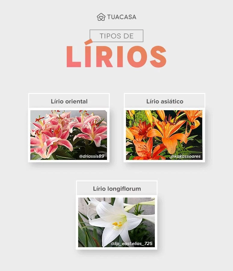 Lírio: tipos, como cuidar e ideias dessa flor delicada [FOTOS]