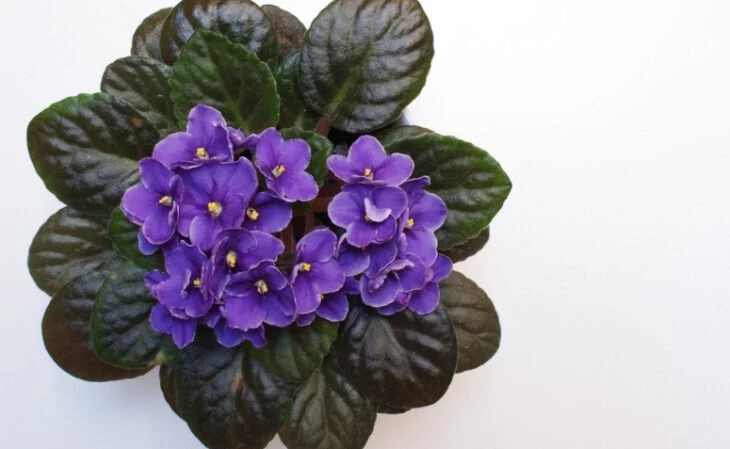 Foto de como cuidar de violetas 20 - 13