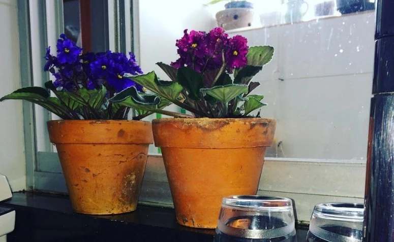 Foto de como cuidar de violetas 5 - 7