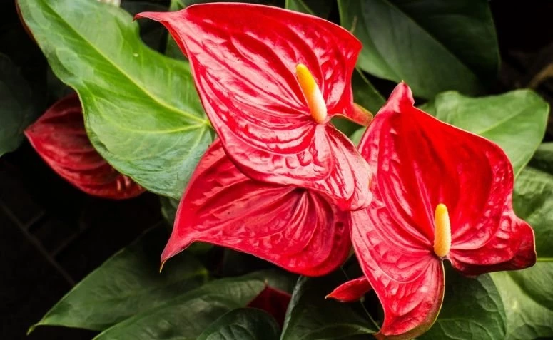 Antúrio: conheça essa flor deslumbrante para o seu jardim