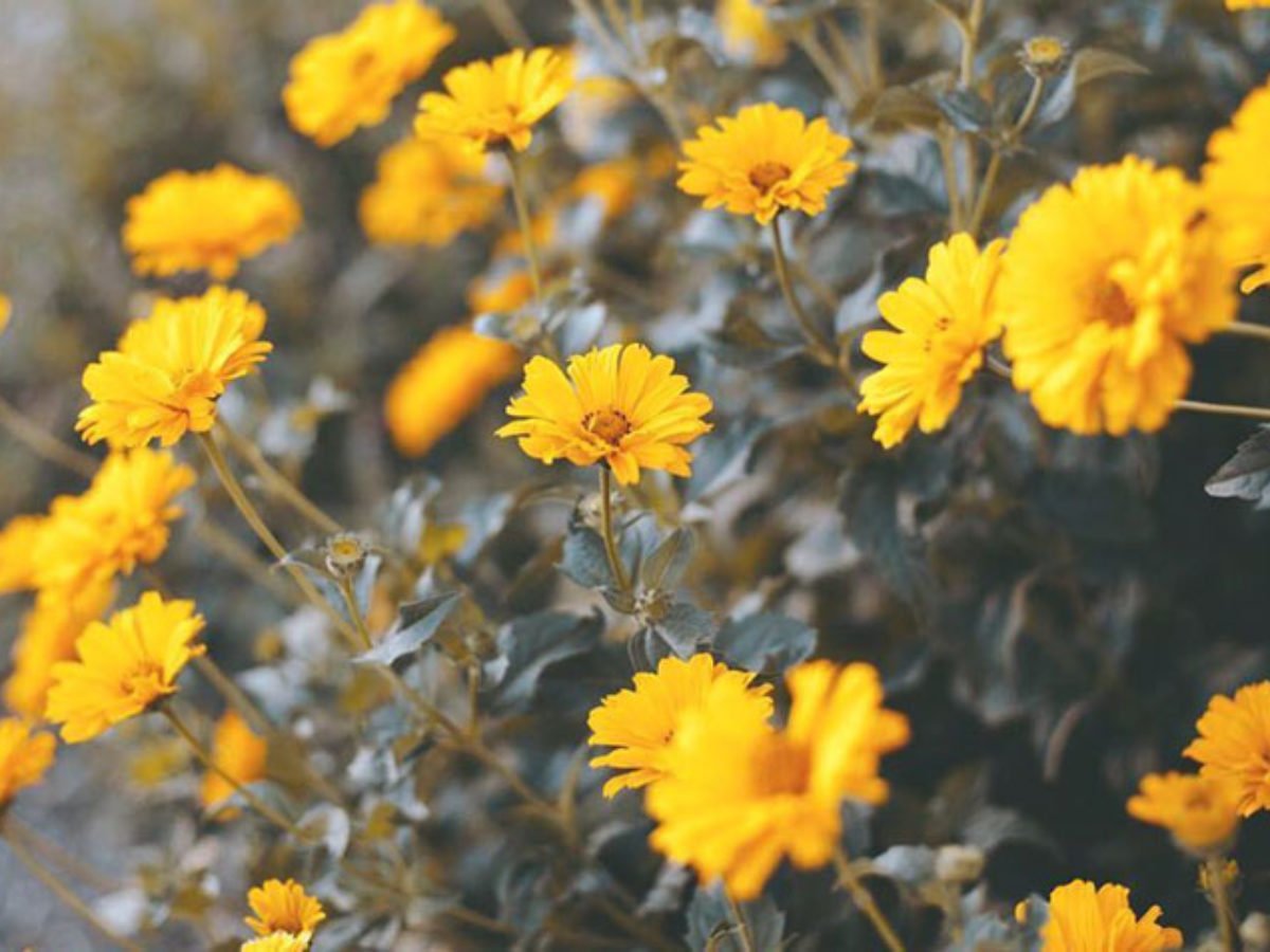Flores amarelas: 10 espécies para iluminar e colorir o seu jardim