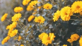 Foto de flores amarelas 0 - 1
