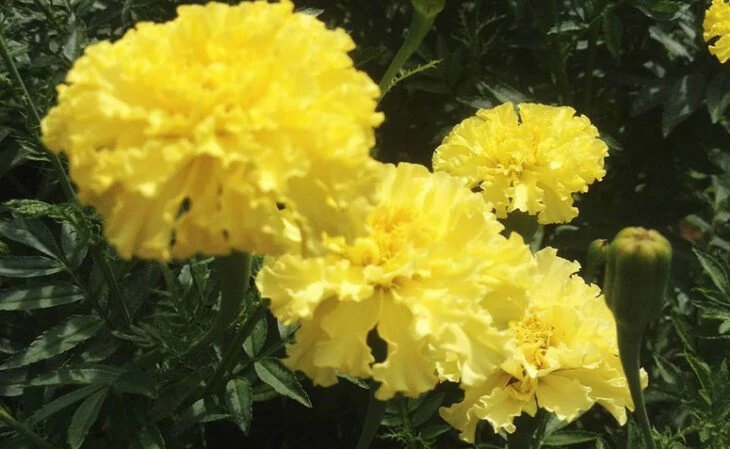 Foto de flores amarelas 3 - 6