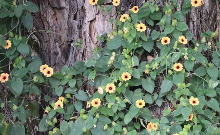 Foto de flores amarelas 7 - 10