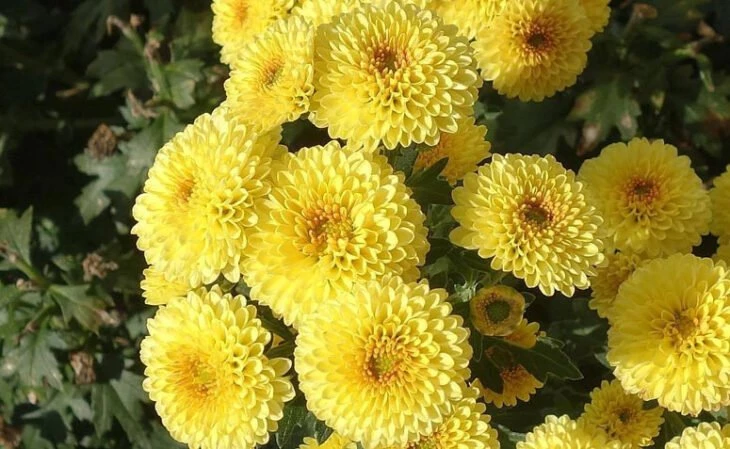Foto de flores amarelas 9 - 12
