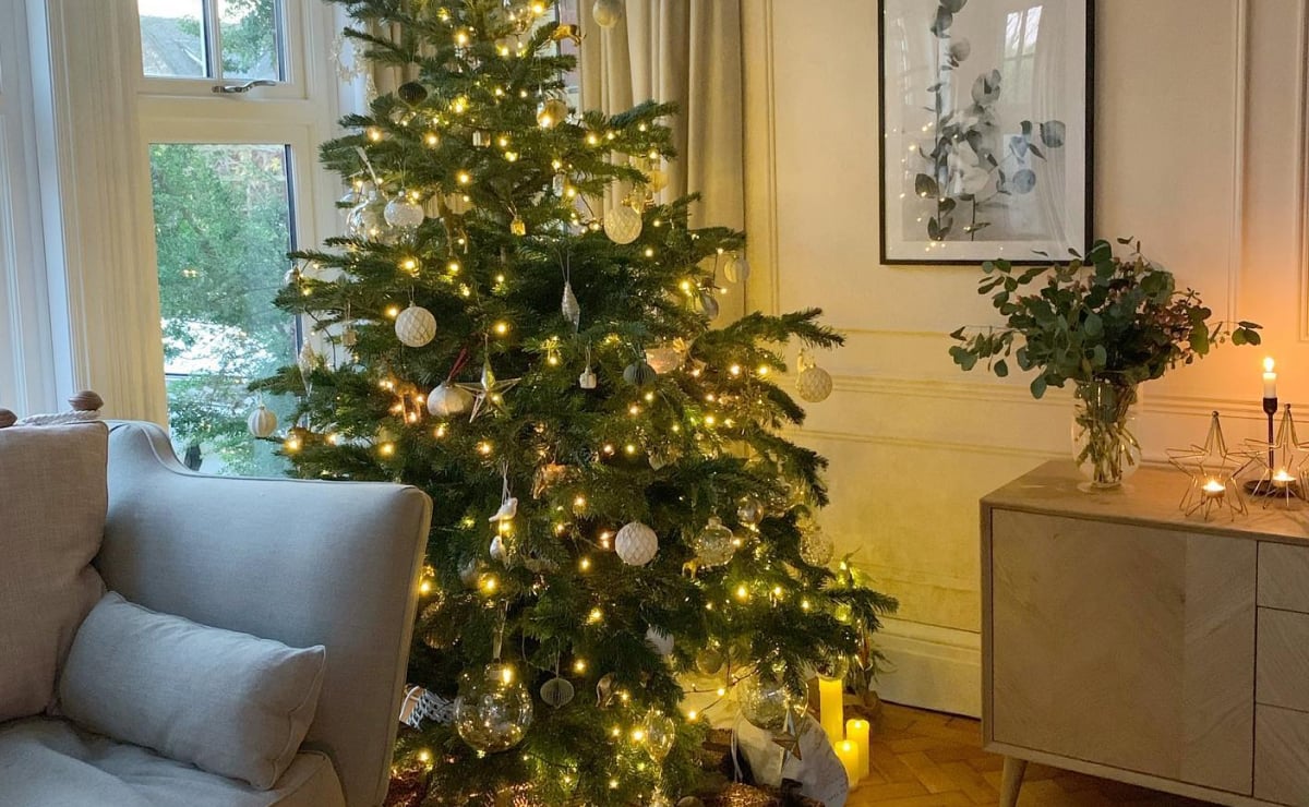 Como cultivar um pinheiro de Natal em casa e ter uma decoração natural