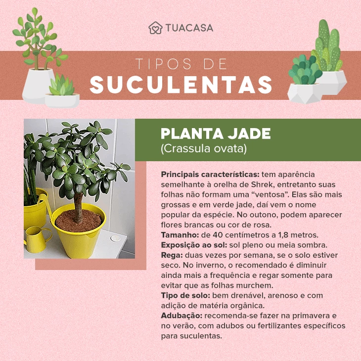 Planta Jade: como cuidar e dicas inspiradoras para decorar sua casa