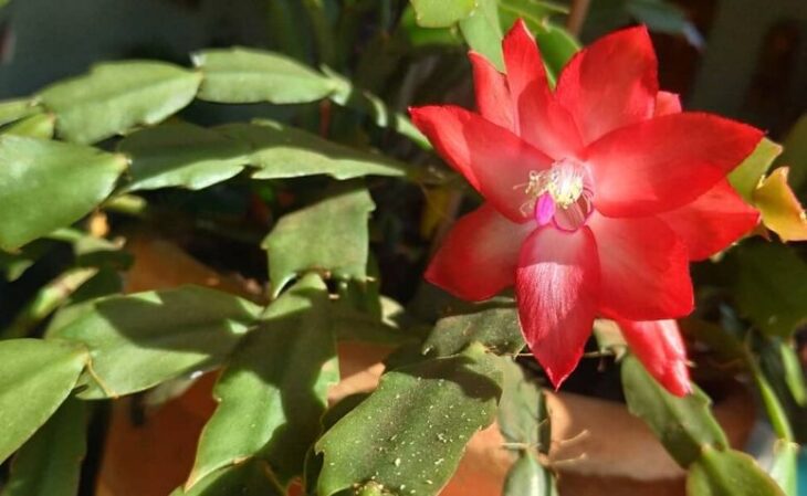 Flor-de-maio: como cultivar e embelezar sua casa com essa planta
