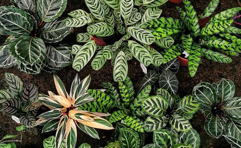 Maranta: plantas com estampas incríveis para ter em casa
