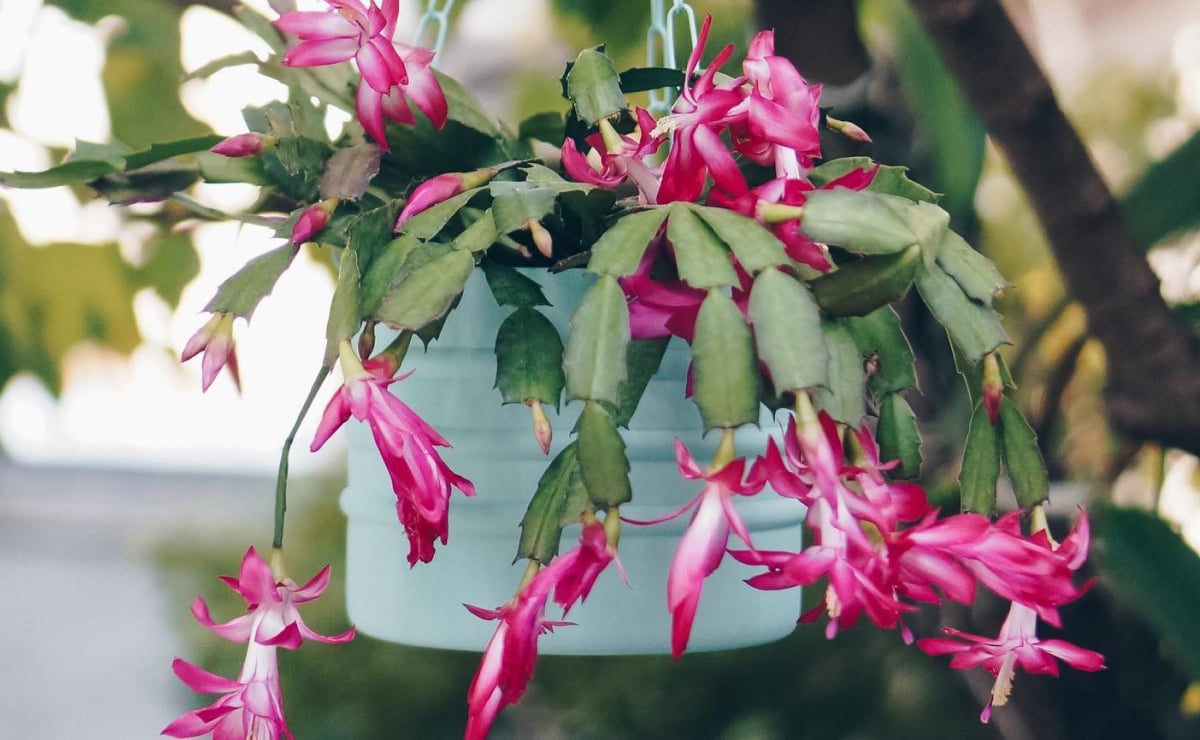 Flor-de-maio: aprenda a cultivar em casa