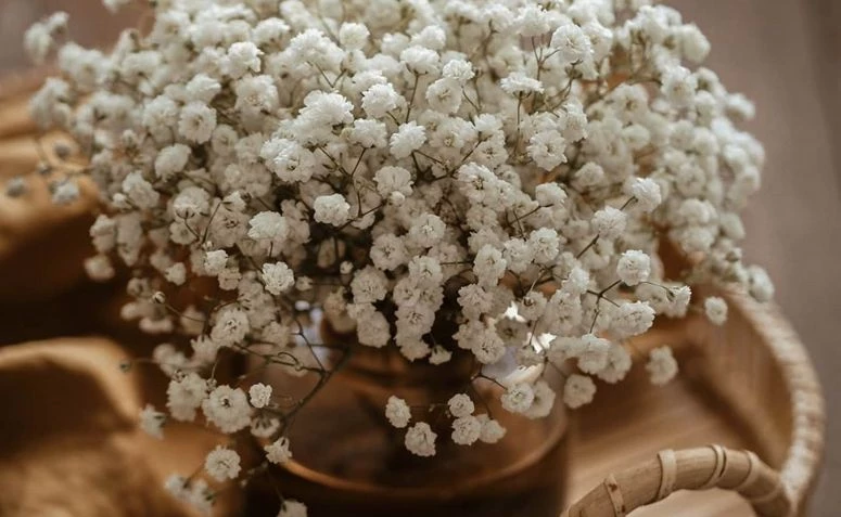 Flor mosquitinho: como cuidar e 60 arranjos lindos para te inspirar