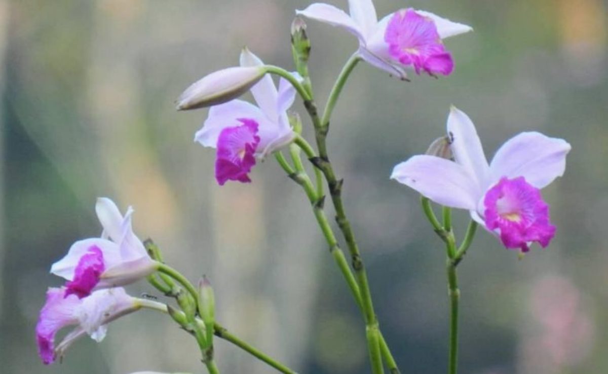 Orquídea bambu: cores e como cultivar essa linda planta