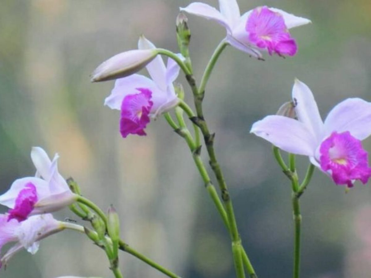 Orquídea bambu: cores e como cultivar essa linda planta