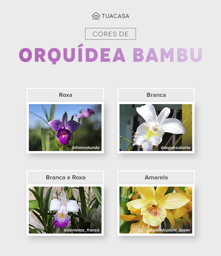 Foto de orquidea bambu 1 - 1