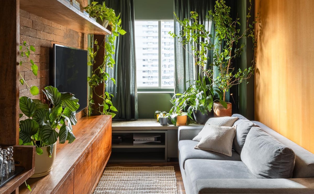 As 25 melhores plantas para apartamento e dicas de cuidados