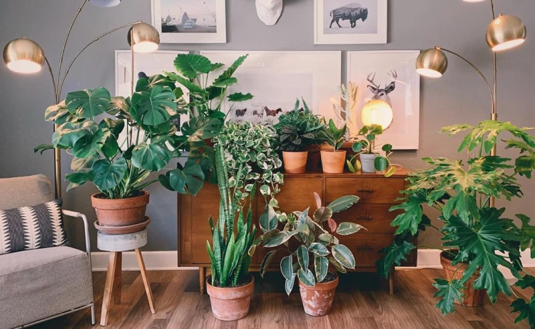 Plantas para apartamento: 25 opções + dicas e inspirações