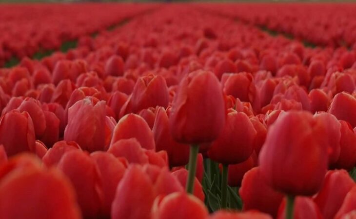 Foto de tulipa 1 - 4
