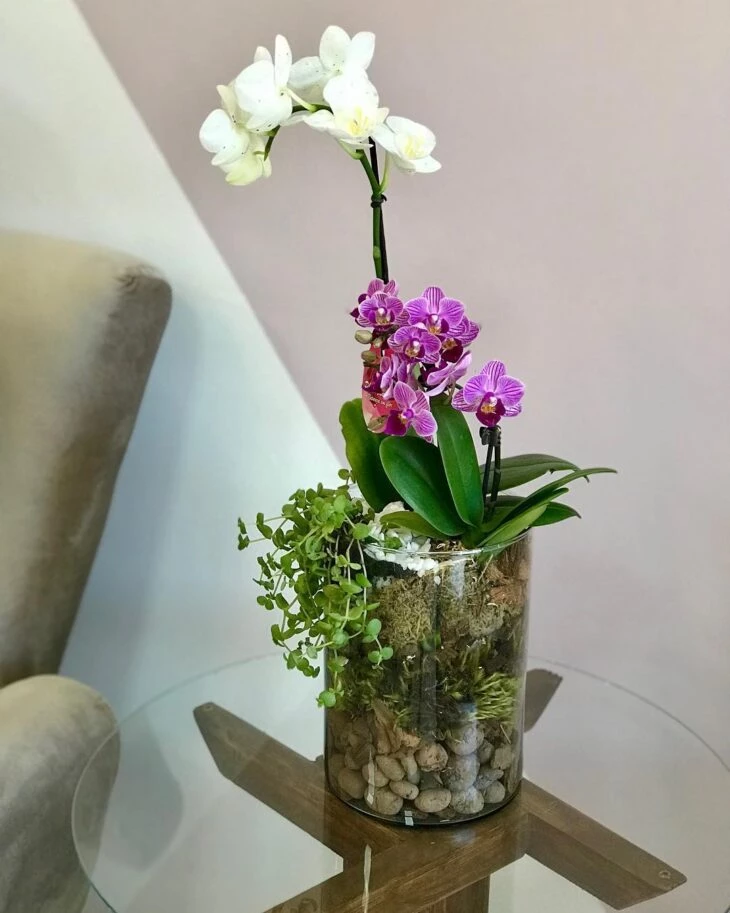 Orquídea branca: cuidados e dicas para decorar sua casa – Guilherme Barbosa