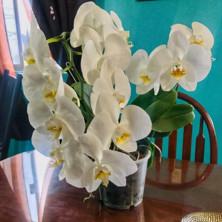 Foto de orquidea branca 4 - 7