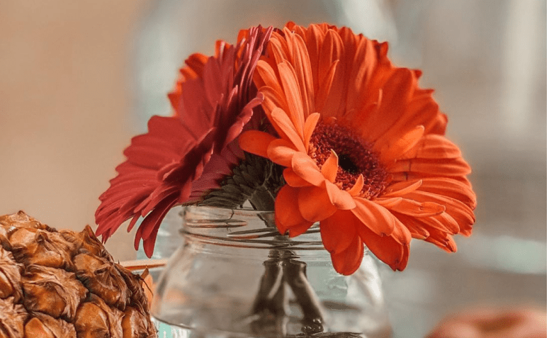Gérbera: dicas de cuidado e 20 inspirações dessa flor incrível