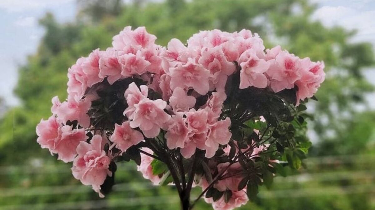 Azaleia: 50 fotos apaixonantes e como cultivar essa flor
