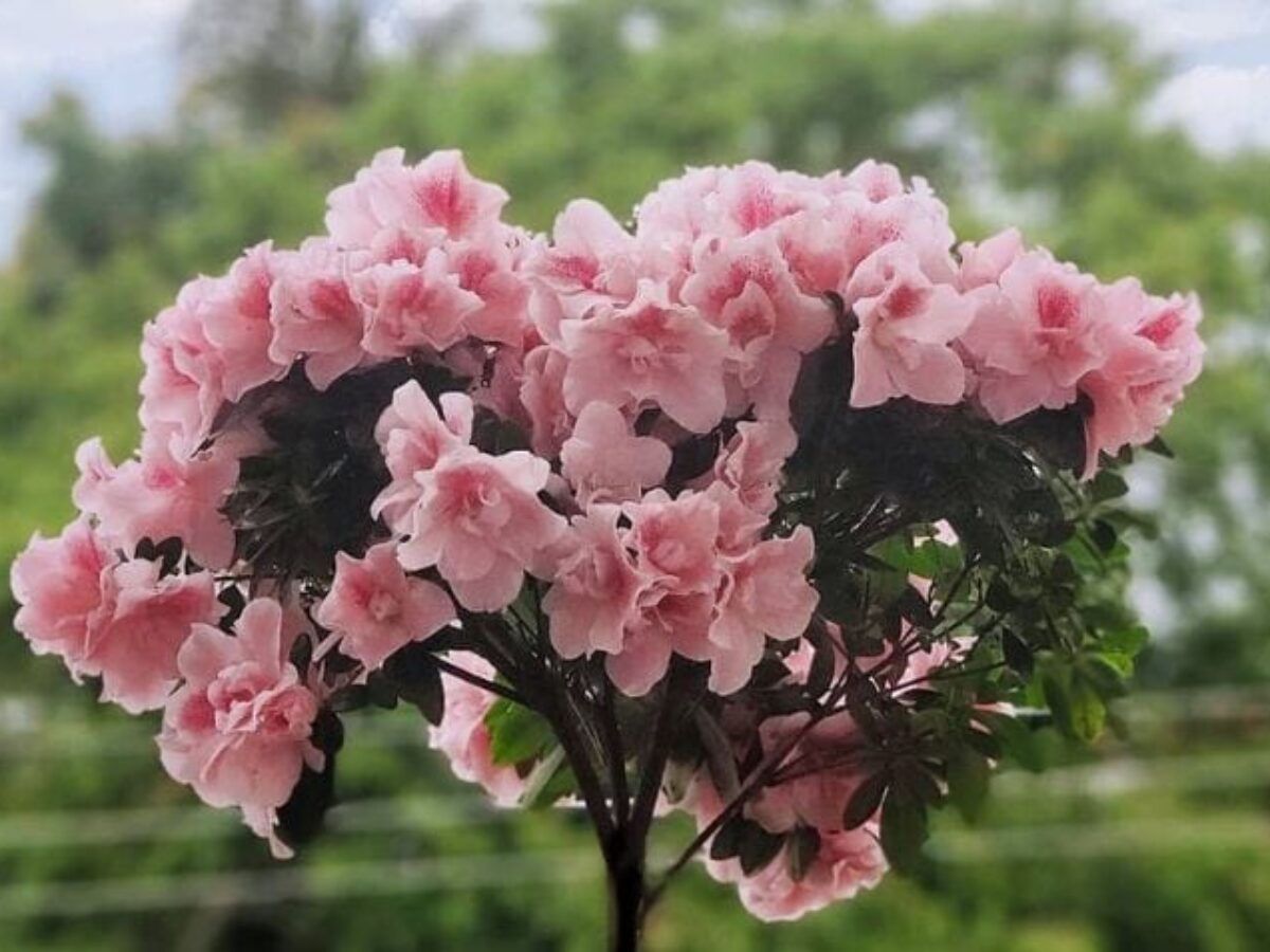 Azaleia: 50 fotos apaixonantes e como cultivar essa flor