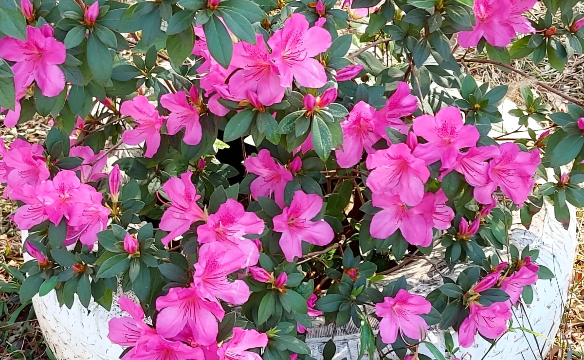 Azaleia: como cultivar e utilizar essa linda flor na decoração