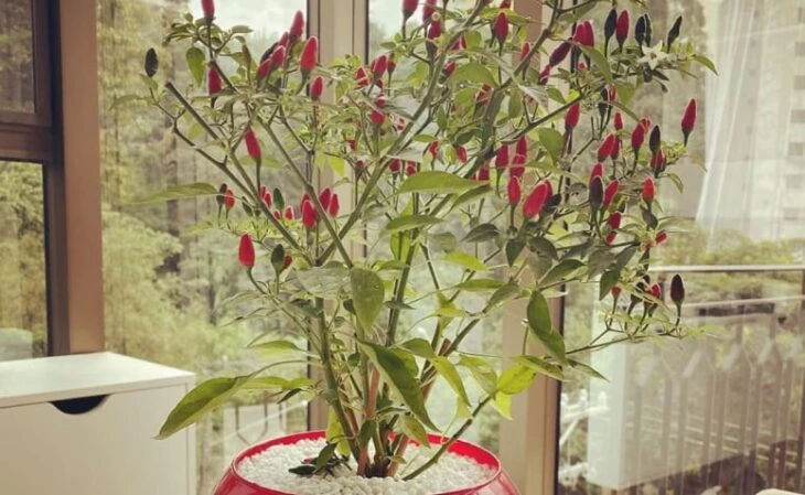 20 plantas que ahuyentan la negatividad de casa para cultivar buenas energías
