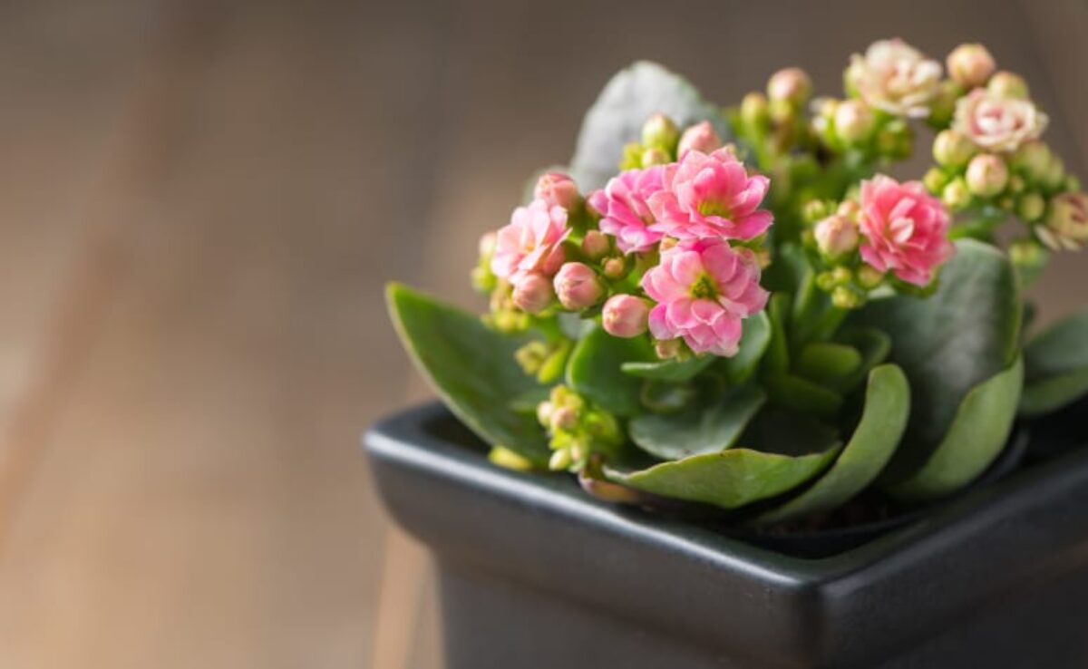 Flor-da-fortuna: uma planta fácil de cuidar e difícil de não gostar