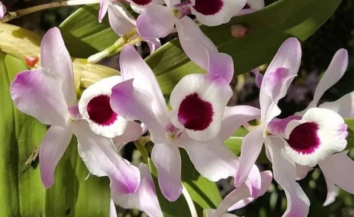 Tipos de orquídeas: como cultivar, principais tipos + espécies raras