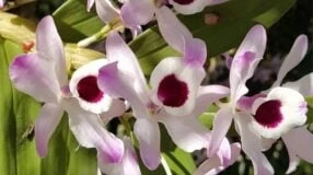 Foto de tipos de orquideas 0 - 2