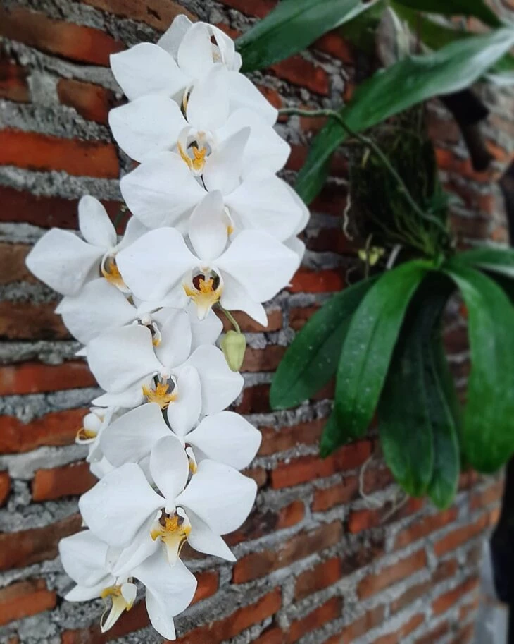 Foto de tipos de orquídeas 1 - 4