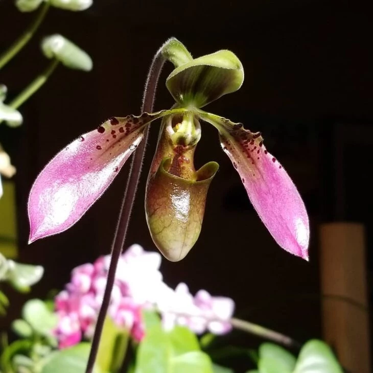 Foto de tipos de orquídeas 10 - 13