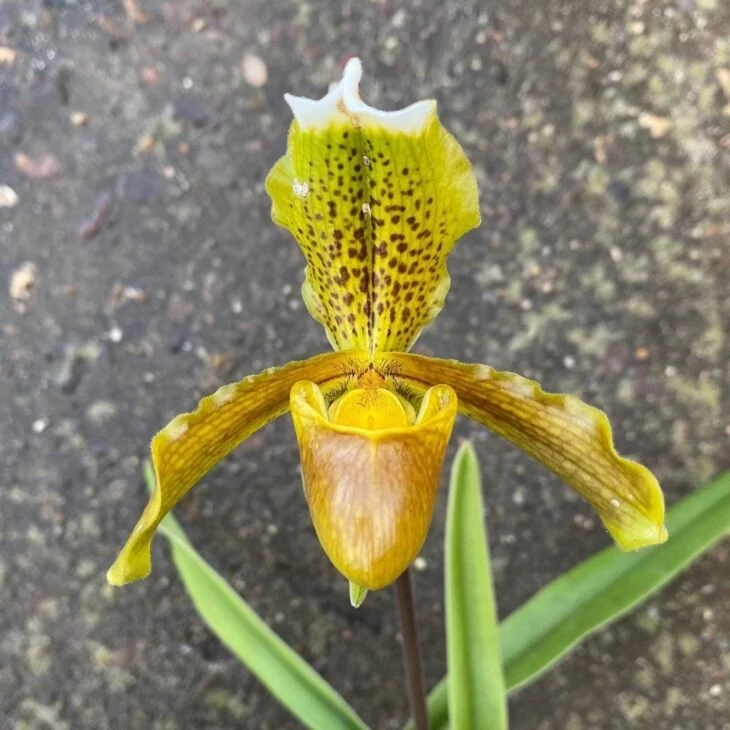 Foto de tipos de orquídeas 12 - 15