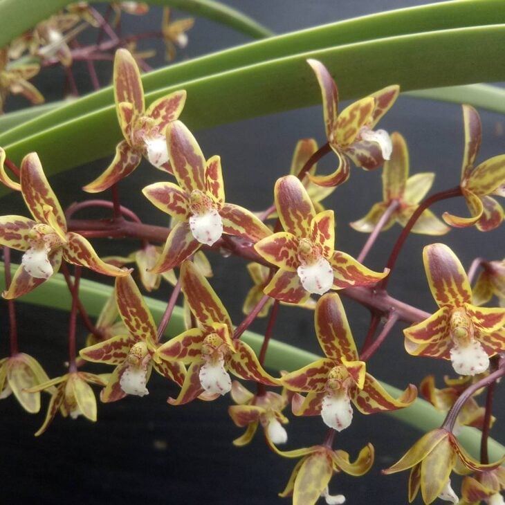 Foto de tipos de orquídeas 13 - 16