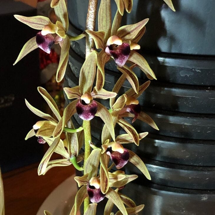 Foto de tipos de orquídeas 14 - 17