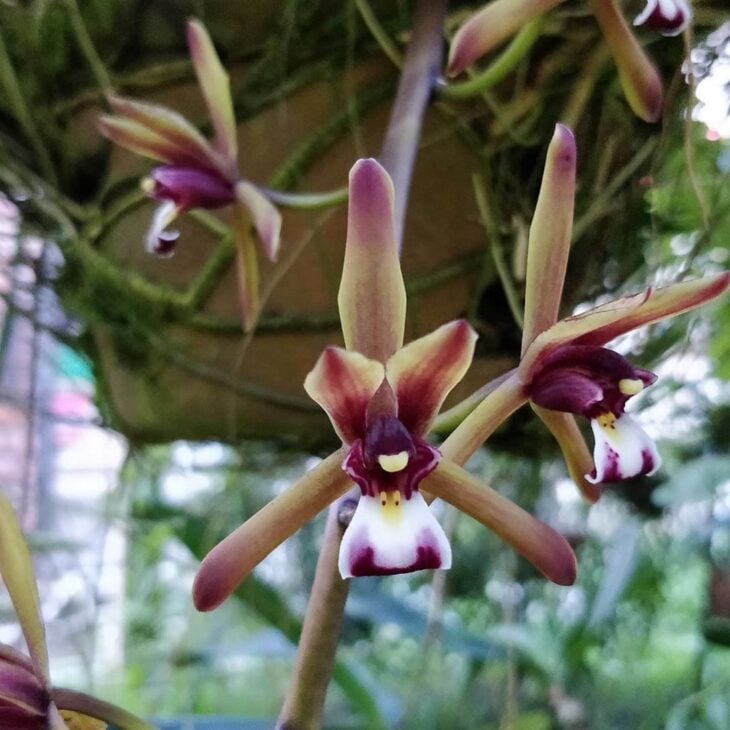 Foto de tipos de orquídeas 15 - 18