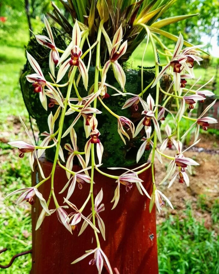 Foto de tipos de orquídeas 16 - 19