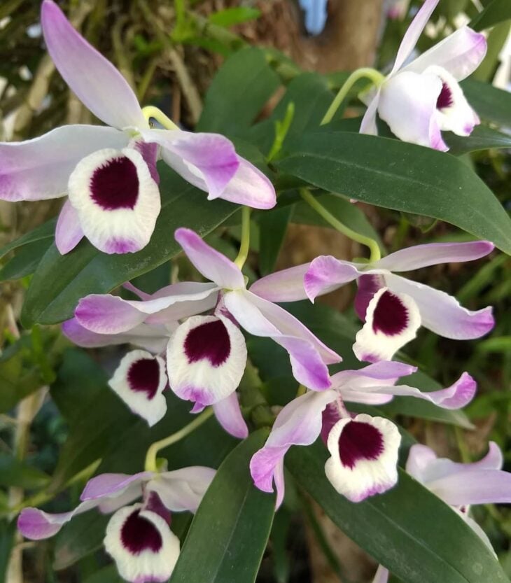 Foto de tipos de orquídeas 17 - 20