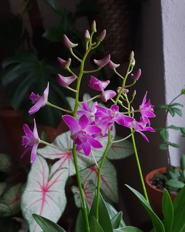 Foto de tipos de orquídeas 18 - 21