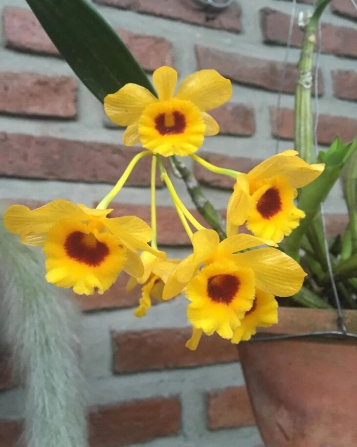 Foto de tipos de orquídeas 19 - 22