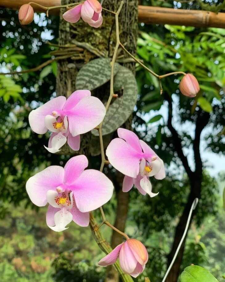 Foto de tipos de orquídeas 2 - 5