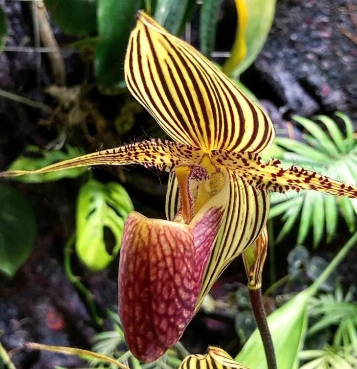 Foto de tipos de orquídeas 21 - 24